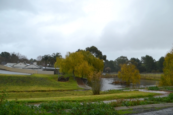 Zdjęcie z Australii - W zimny, deszczowy dzien wybralem sie nad staw w Old Reynella