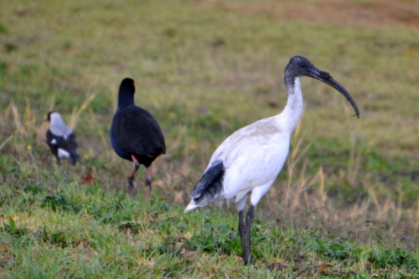 Zdjęcie z Australii - Ibis z ubloconym dziobem