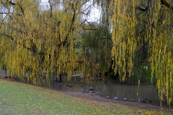 Zdjęcie z Australii - Strumien Serpentine Creek