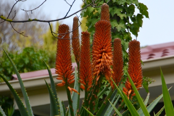 Zdjęcie z Australii - Aloes kwitnie u sumsiada :)