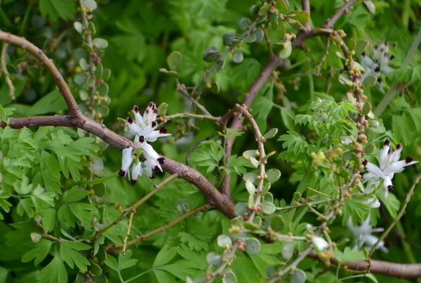 Zdjęcie z Australii - Flora