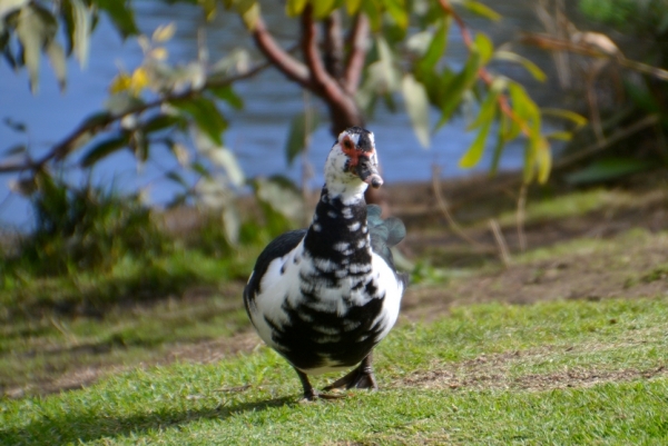 Zdjęcie z Australii - Uwaga nadchodzi! A wlasciwie nadczłapuje :)