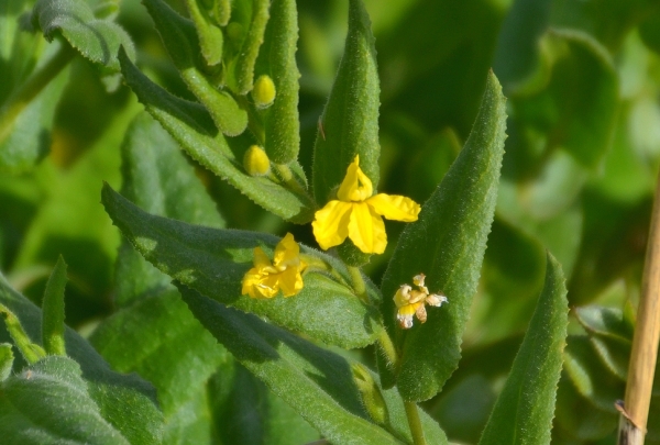 Zdjęcie z Australii - Jakas flora