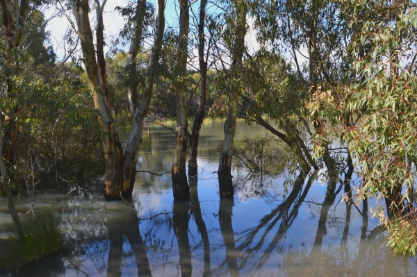 Zdjęcie z Australii - Widac, ze wody przybylo