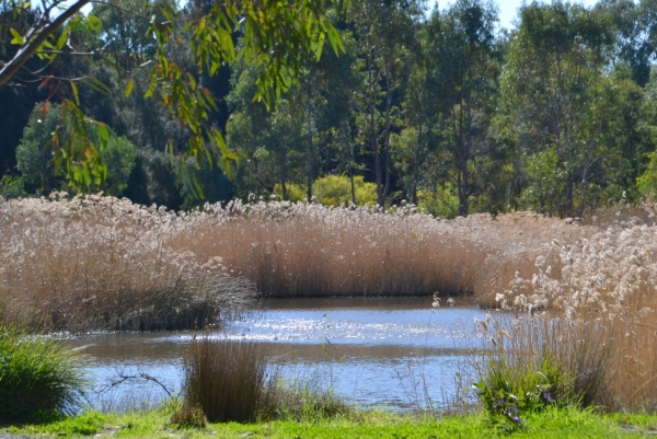 Zdjęcie z Australii - Rozlewiska strumienia Glenloth Creek