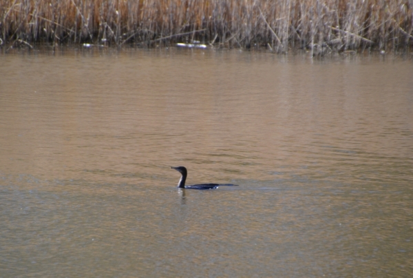 Zdjęcie z Australii - Kormoran bruzdodzioby