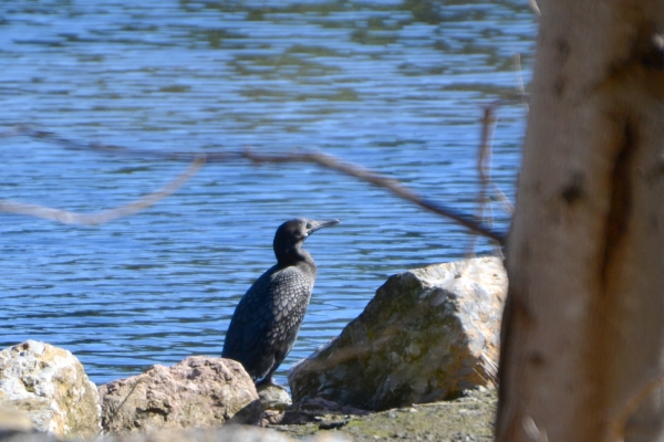 Zdjęcie z Australii - I znowu kormoran bruzdodzioby