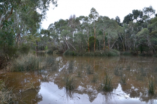 Zdjęcie z Australii - Rozlewiska Warriparingga Wetlands