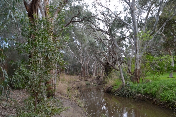 Zdjęcie z Australii - Rzeczka Sturt River, ktorej woda zasila rozlewiska