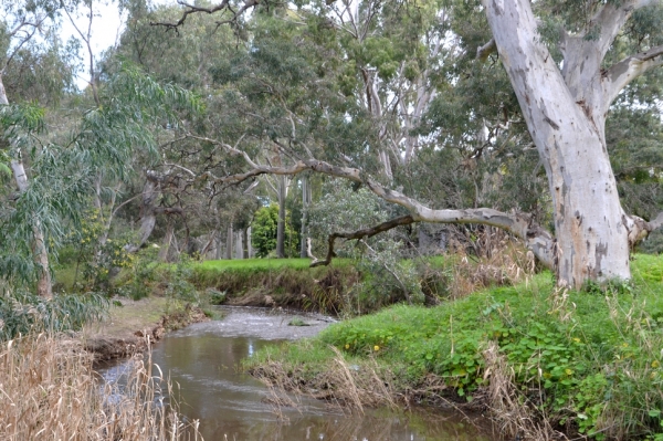 Zdjęcie z Australii - Sturt River