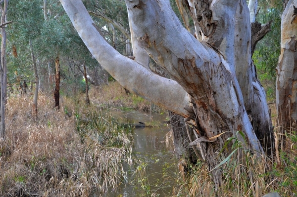 Zdjęcie z Australii - Sturt River