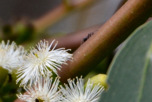 Zdjęcie z Australii - Do flory dolaczyla fauna :)