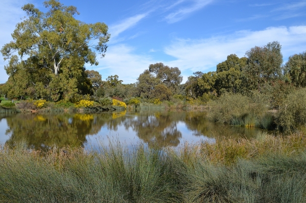 Zdjęcie z Australii - Niedawno odkrylem kolejne piekne miejsce - Rozlewiska Oakland Wetlands 