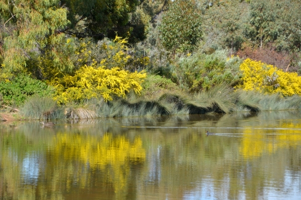 Zdjęcie z Australii - Rozlewiska Oakland Wetlands