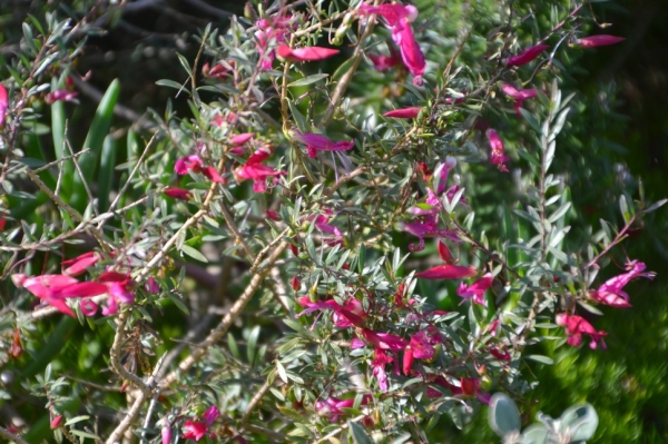 Zdjęcie z Australii - Flora