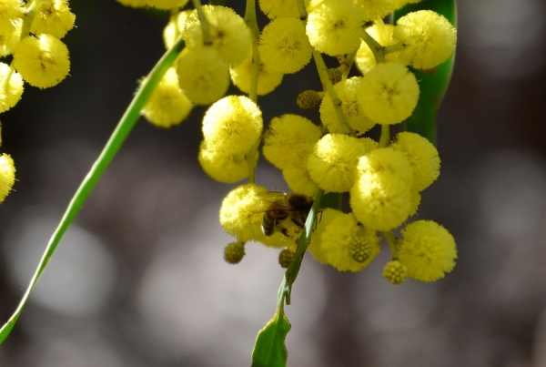 Zdjęcie z Australii - Fauna i flora