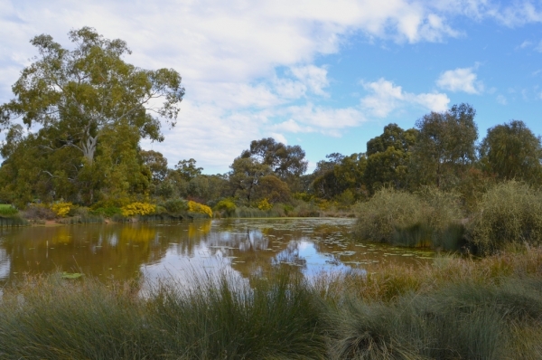 Zdjęcie z Australii - Rozlewiska Oakland Wetlands