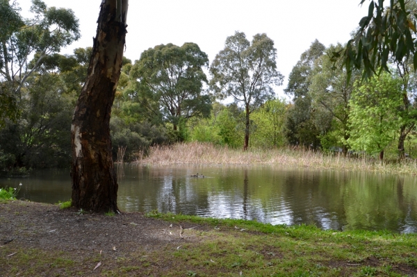 Zdjęcie z Australii - Staw na strumieniu Patpa Creek