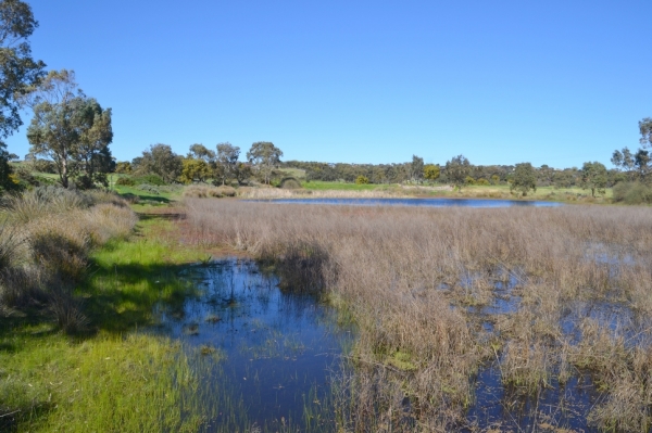 Zdjęcie z Australii - Rozlewiska Kityaparri zasilane przez strumien Pedler Creek