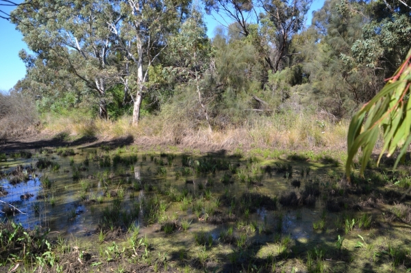 Zdjęcie z Australii - Dalej zaczyna sie bagno