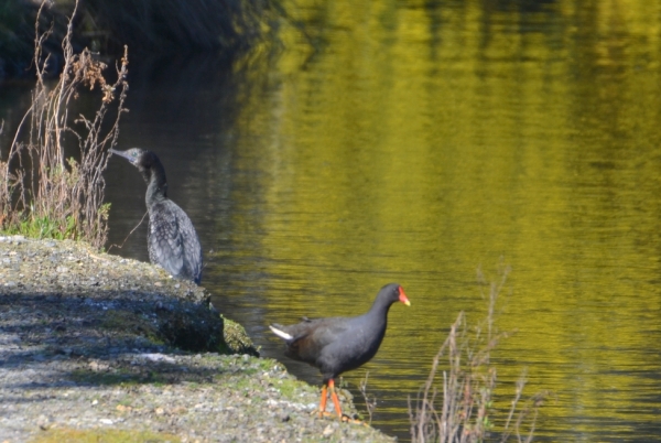 Zdjęcie z Australii - Kormoran bruzdodzioby i kokoszka na tle złotej wody