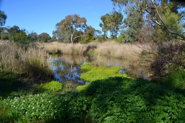 Zdjęcie z Australii - Rozlewiska w Morphett Vale