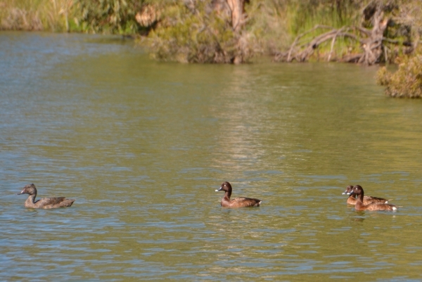 Zdjęcie z Australii - Na scene wplywa wiecej kaczek