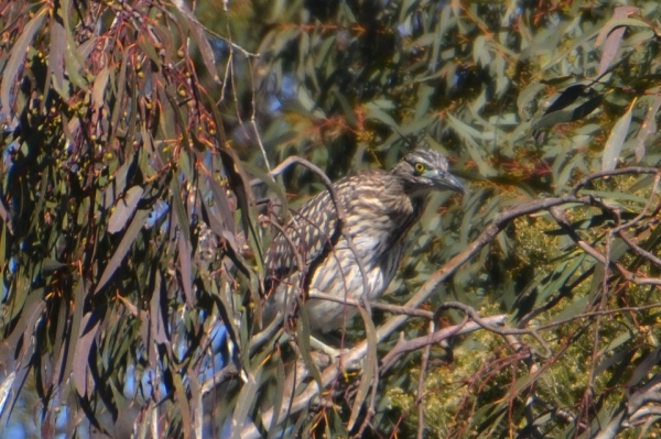 Zdjęcie z Australii - Ślepowron rdzawy (Nycticorax caledonicus) - mlody osobnik