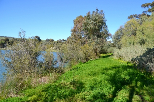 Zdjęcie z Australii - Wracam nad wiekszy staw