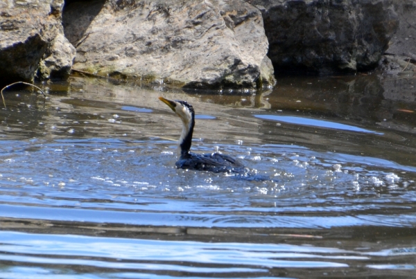 Zdjęcie z Australii - Rozlewiska strumienia Glenloth Creek