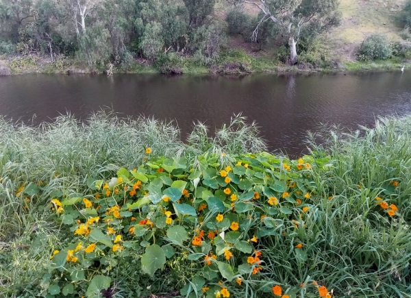 Zdjęcie z Australii - Zdziczale nasturcje nad rzeka Onkaparinga