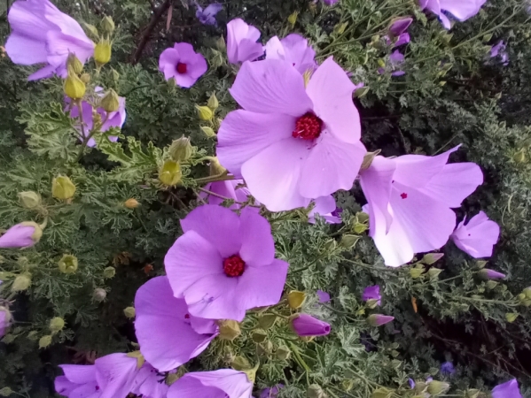 Zdjęcie z Australii - Kwiaty troche podobne do hibiskusa ale liscie zupelnie inne