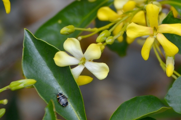 Zdjęcie z Australii - Kwitnie pospornica rodzaju Hymenosporum flavum