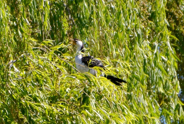 Zdjęcie z Australii - ...a na innej wierzbie - kormoran bialolicy