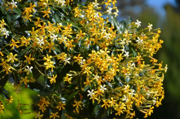 Zdjęcie z Australii - Kwitnie pospornica rodzaju Hymenosporum flavum