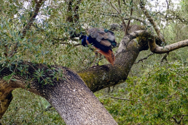 Zdjęcie z Portugalii - pawie w przypałacowym ogrodzie - to nic nadzwyczajnego, ale łażące po drzewach? 😄 