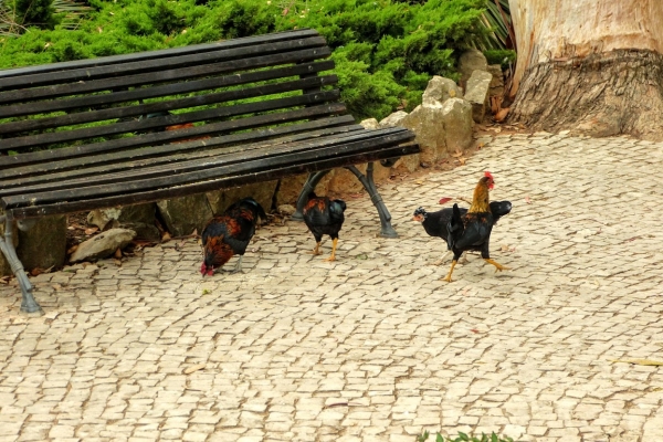 Zdjęcie z Portugalii - ale już kury luzem łażące po ogrodach... 😲