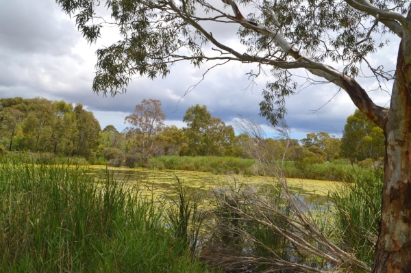 Zdjęcie z Australii - Zielone stawy w Seaford Meadows