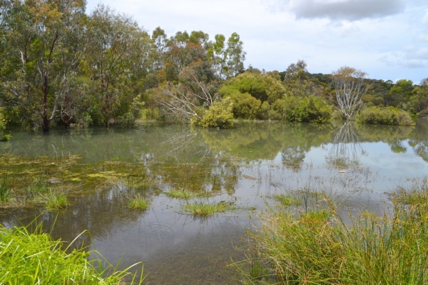 Zdjęcie z Australii - Zielone stawy w Seaford Meadows