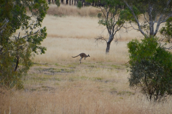 Zdjęcie z Australii - 