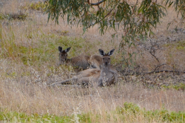 Zdjęcie z Australii - Sjesta poobiednia :)