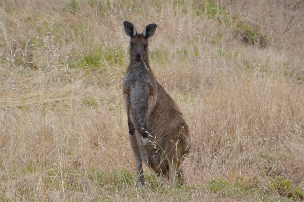 Zdjęcie z Australii - Sympatyczny koleś