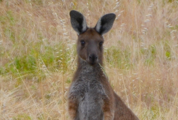 Zdjęcie z Australii - Portrecik :)