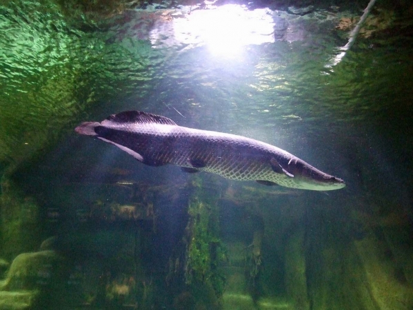 Zdjęcie z Polski - arapaima