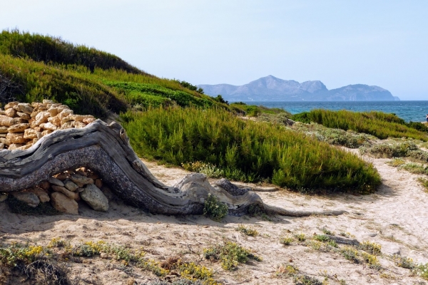 Zdjęcie z Hiszpanii - fragment "mojej" plaży pomiędzy Son Baulo a Necroplios Son Real