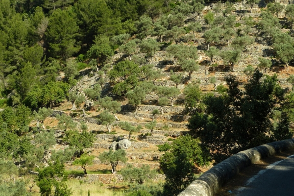 Zdjęcie z Hiszpanii - po drodze mijamy tarasowe uprawy oliwek i migdałów