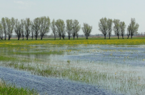 Zdjęcie z Polski - Czas kaczeńców