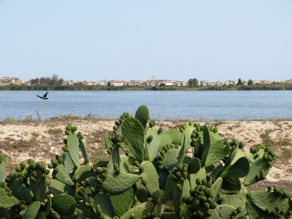 Zdjęcie z Włoch - Park Regionalny: Molentargius Saline