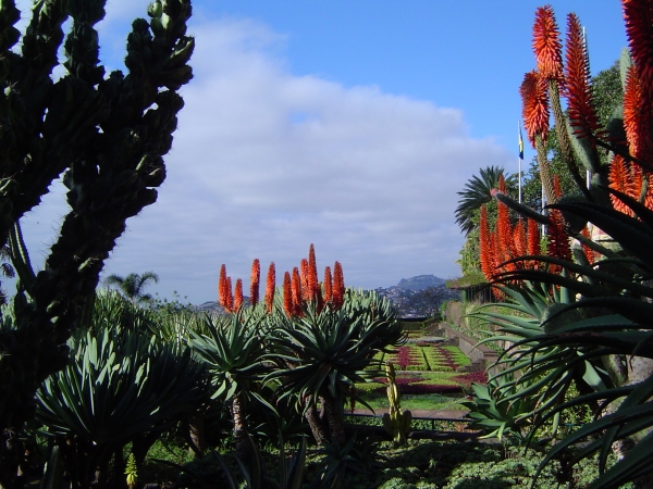 Zdjecie - Portugalia - Madera / Funchal