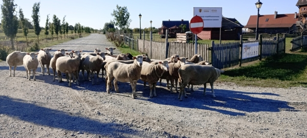 Zdjęcie z Polski - takie spotkanie na drodze... :))